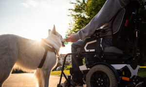 pet audit in rental housing